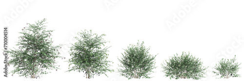 3d illustration of set Sambucus nigra bush isolated on black background photo