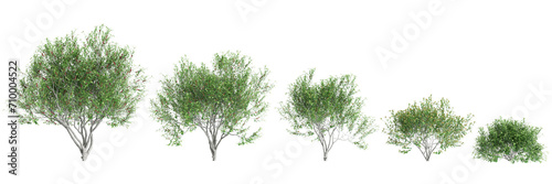 3d illustration of set Pistacia lentiscus tree isolated on black background photo