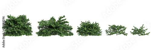 3d illustration of set Abies balsamea bush isolated on white background