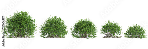 Foto 3d illustration of set Buxus sempervirens bush isolated on black background