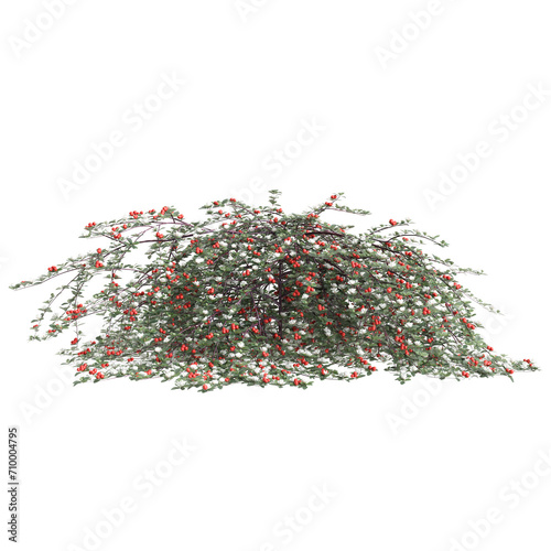 3d illustration of Cotoneaster dammeri bush isolated on black background photo