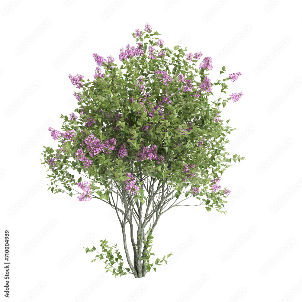 3d illustration of Syringa vulgaris flowering isolated on black background
