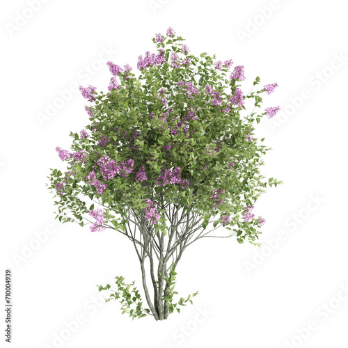 3d illustration of Syringa vulgaris flowering isolated on black background photo