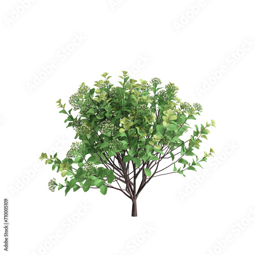 3d illustration of Spiraea betulifolia bush isolated on black background