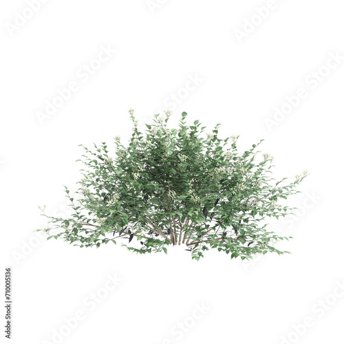 3d illustration of sambucus nigra bush isolated on black background photo