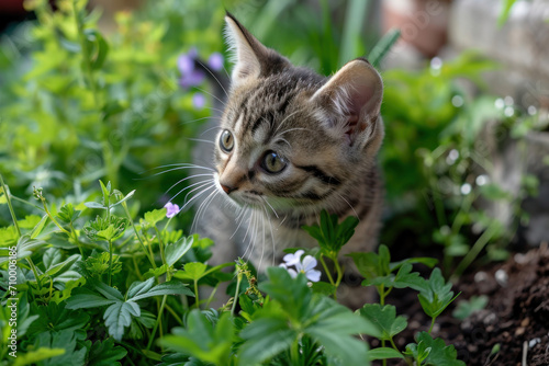Wallpaper Mural kitten exploring blooming spring garden Torontodigital.ca