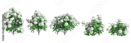 3d illustration of set Hydrangea arborescens bush isolated on black background photo