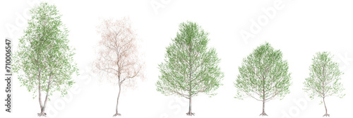 3d illustration of set Alnus glutinosa tree isolated on black background photo