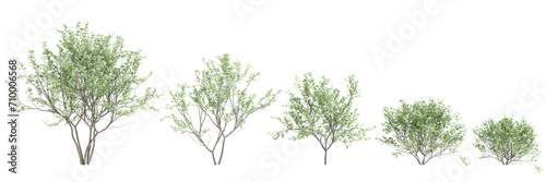3d illustration of set Cephalanthus occidentalis bush isolated on black background