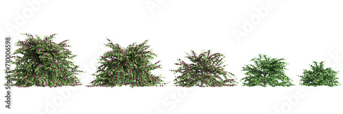 3d illustration of set Callicarpa americana bush isolated on black background photo