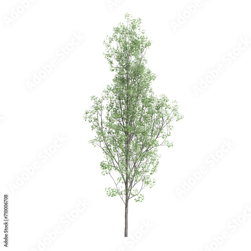 3d illustration of Populus tremula tree isolated on black background