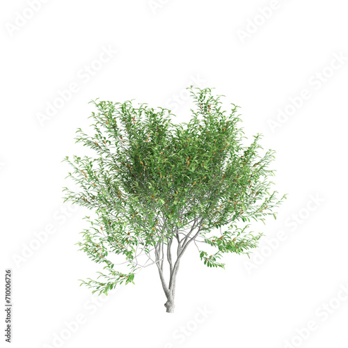 3d illustration of Pistacia lentiscus tree isolated on black background