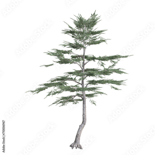 3d illustration of set Cedrus libani tree isolated on black background
