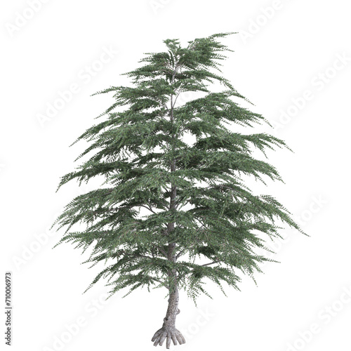 3d illustration of set Cedrus libani tree isolated on black background