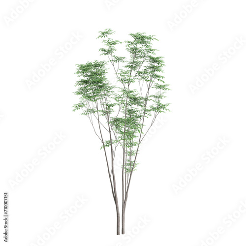 3d illustration of Toona sinensis tree isolated on black background