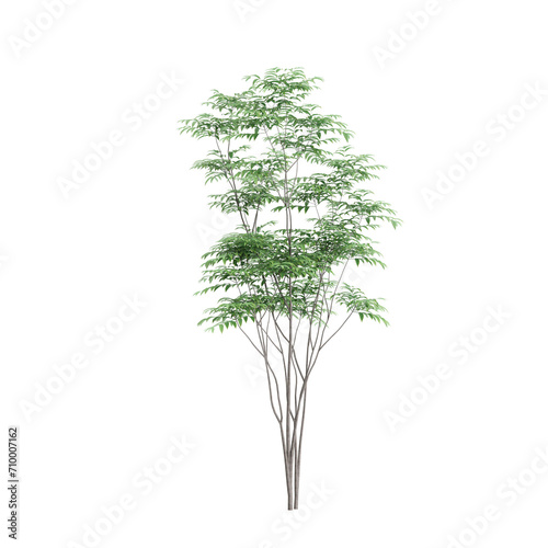 3d illustration of Toona sinensis tree isolated on black background