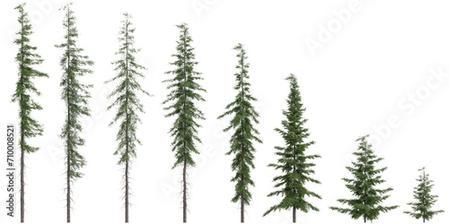 3d  illustration of set Tsuga mertensian tree isolated on white background photo