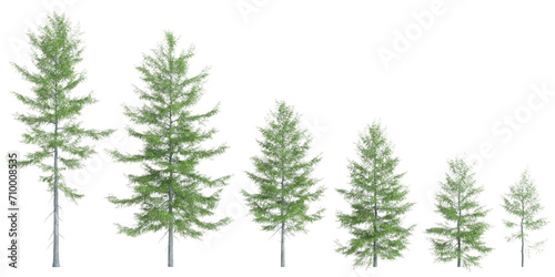3d  illustration of set Tsuga heterophylla tree isolated on white background photo