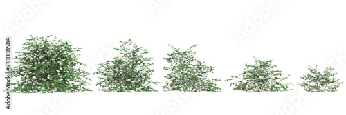 3d illustration of set Physocarpus opulifolius bush isolated on black background
