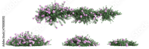 3d illustration of set Daphne cneorum bush isolated on black background