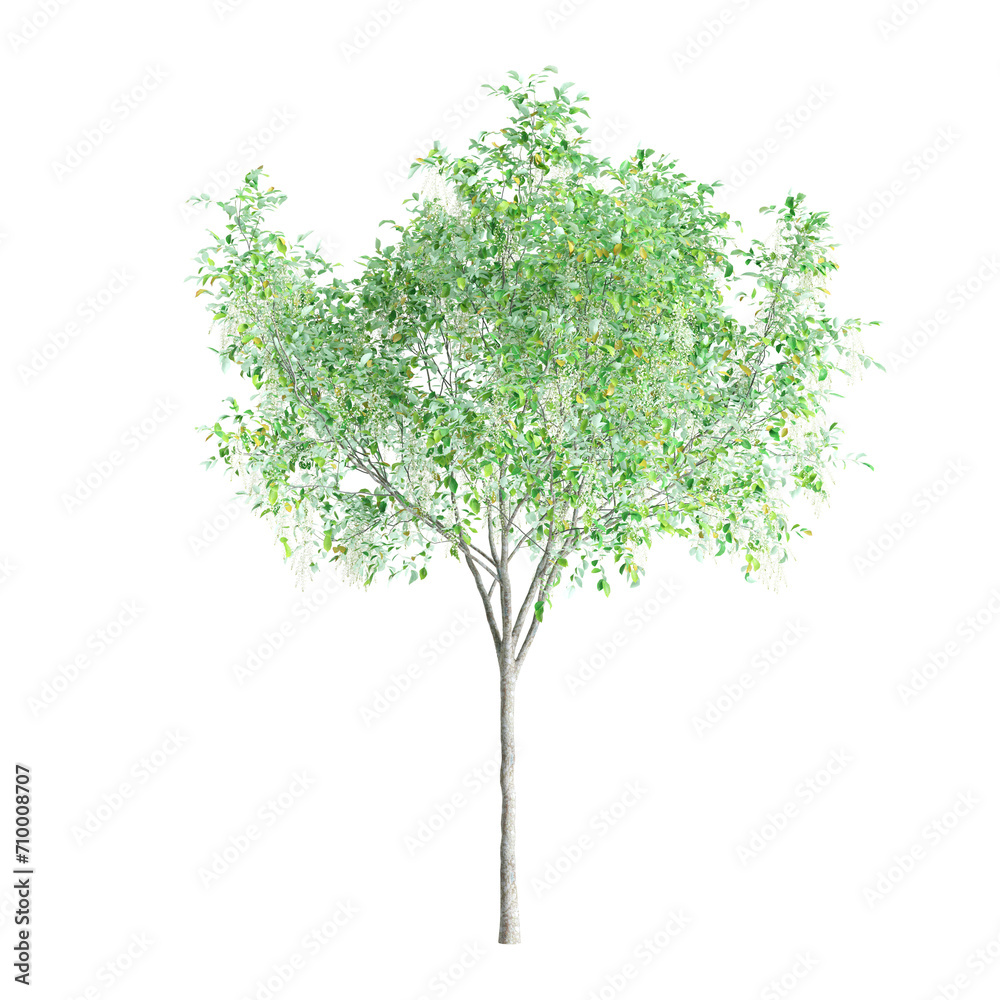 3d illustration of Cladrastis kentukea tree isolated on black background