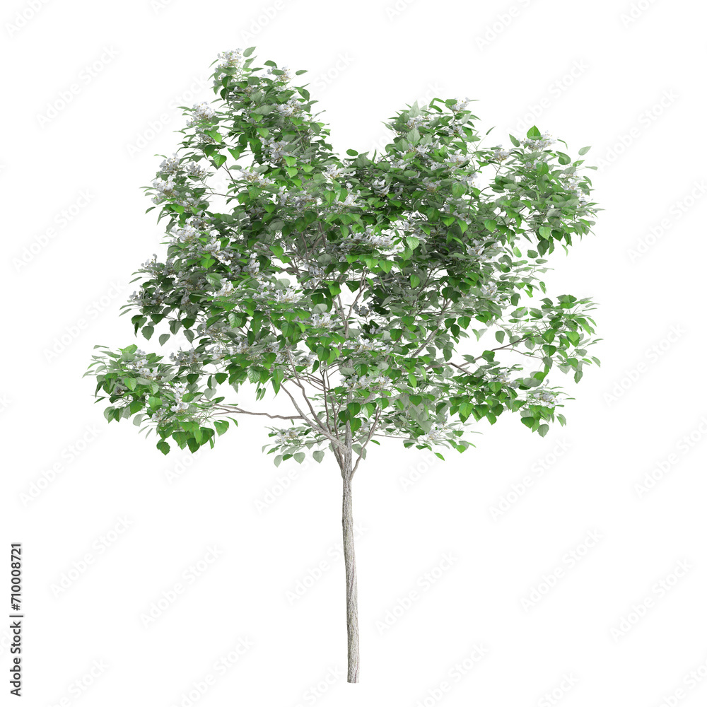 3d illustration of Catalpa speciosa tree isolated on black background