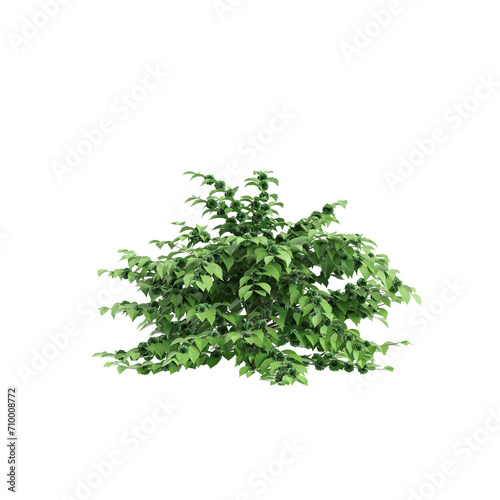 3d illustration of Callicarpa americana bush isolated on black background