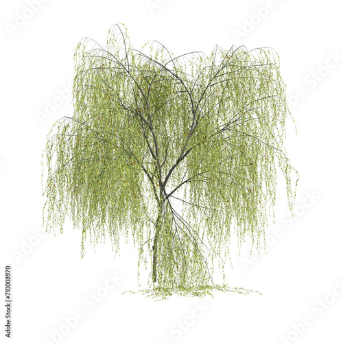 3d illustration of Salix tristis tree isolated on black background