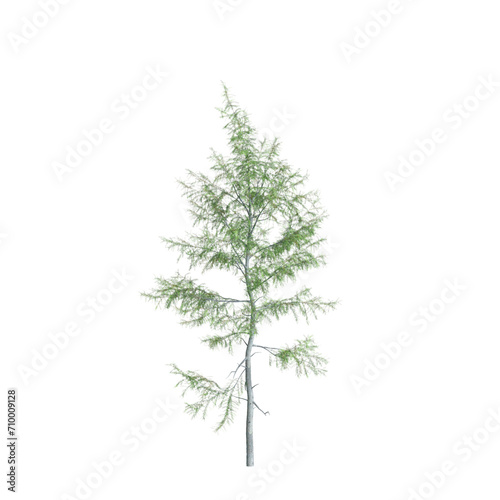 3d illustration of Tsuga heterophylla tree isolated on white background