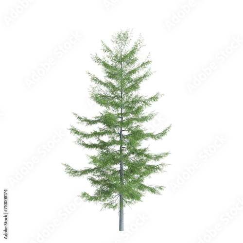 3d illustration of Tsuga heterophylla tree isolated on white background