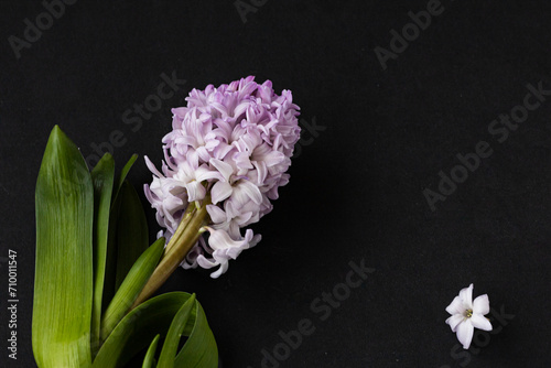 Pink booming hyacinth flower isolated on black background. Copy space to design key visual layout. Fantasy floral background