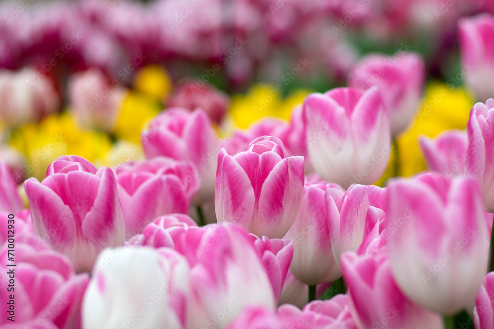 Tulips flower blooming in the colorful background Tulips flower blooming in the colorful background