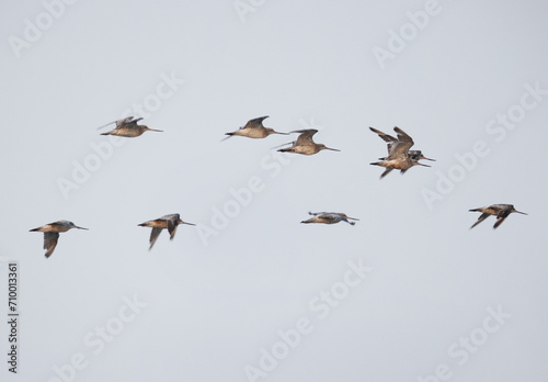 A flock of Bar-tailed Godwits flying at mameer creek of Bahrain