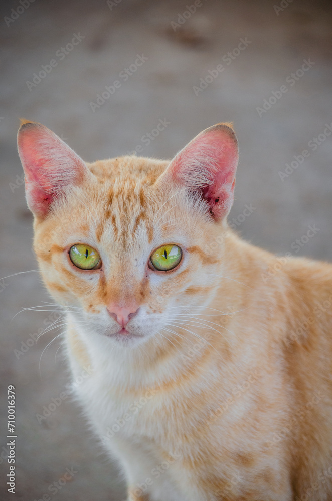 A Sun-Kissed Cat's Portrait, Jade Eyes Peeking from Ginger Fluff