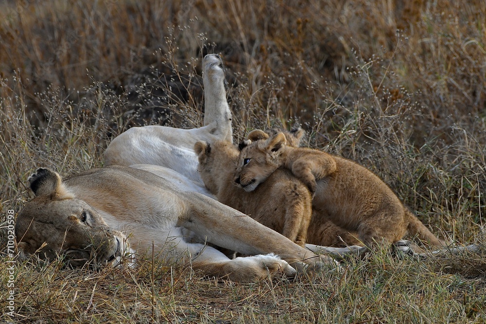 Proud lioness with her three-week-old babies in Ngorongoro Crater in Tanzania Proud lioness with her three-week-old babies in Ngorongoro Crater in Tanzania