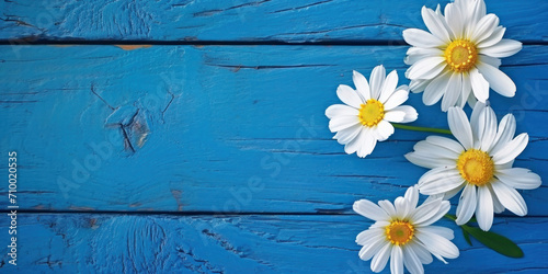 Daisies  on a blue background, copy space, woman's day banner, mother's day background