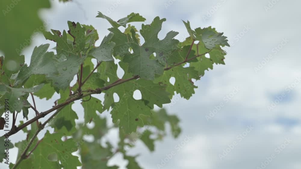 Hojas de vid con gotas de agua y cielo nublado Hojas de vid con gotas de agua y cielo nublado