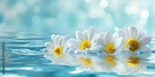 daisies flowers in water
