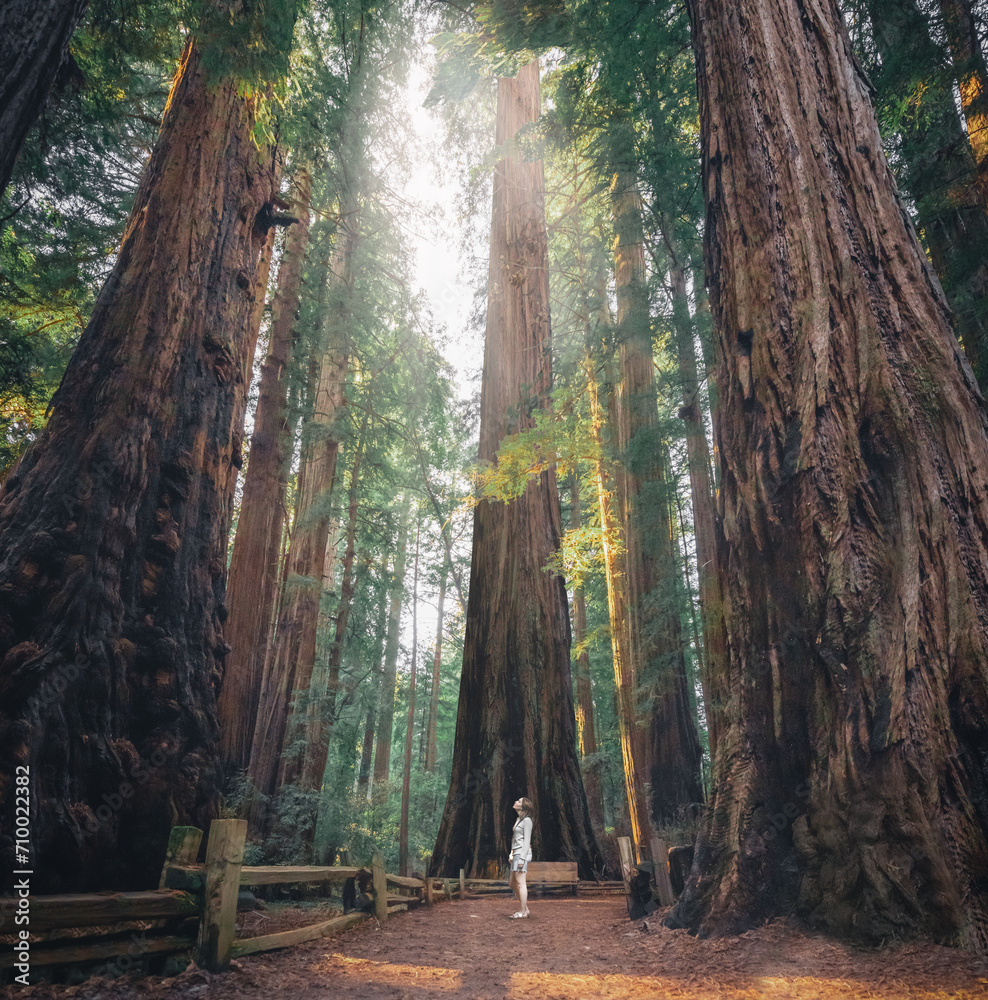 Giant Sequoia Trees California