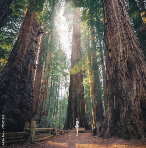Giant Sequoia Trees California