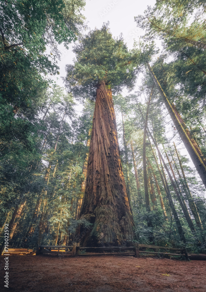 Giant Sequoia Tree California
