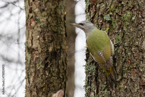 grey-headed woodpecker