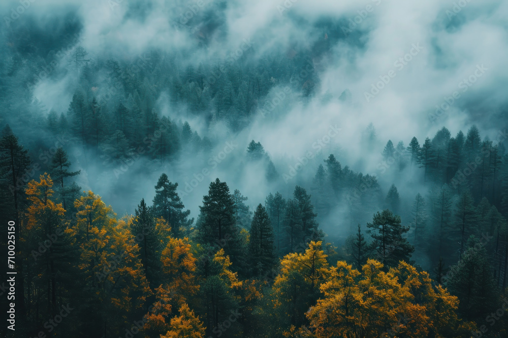 clouds over the mountains, misty forest