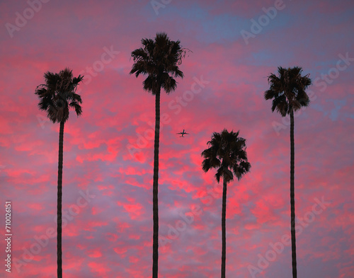 Palm Tree Plane Sunset Silhouette