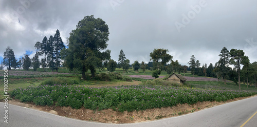 Panoramic photograph of a landscape in Perote, Veracruz, Mexico, with a field with purple flowers and trees in a cloudy day photo