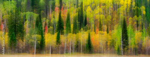 Blurred Forest Forrest Aspen Birch Pine Wild Wilderness Mountains