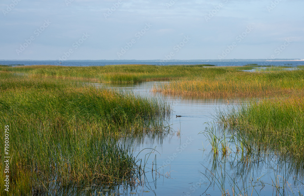 Landscape on the Baltic Sea, the shallow coastal waters partially covered with green grass. A duck is swimming in the blue inlet.