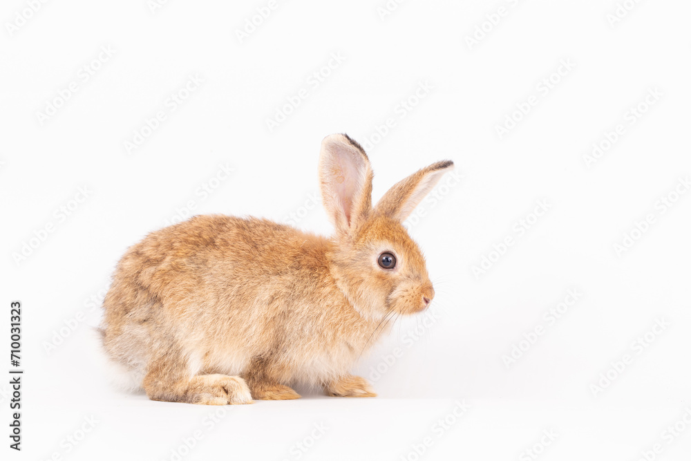 An isolated portrait or close up of lovely, adorable and fluffy Easter bunny or rabbit on white background. Cute furry and curiosity rabbit on white background Symbol of Easter day festival or events. An isolated portrait or close up of lovely, adorable and fluffy Easter bunny or rabbit on white background. Cute furry and curiosity rabbit on white background Symbol of Easter day festival or events.