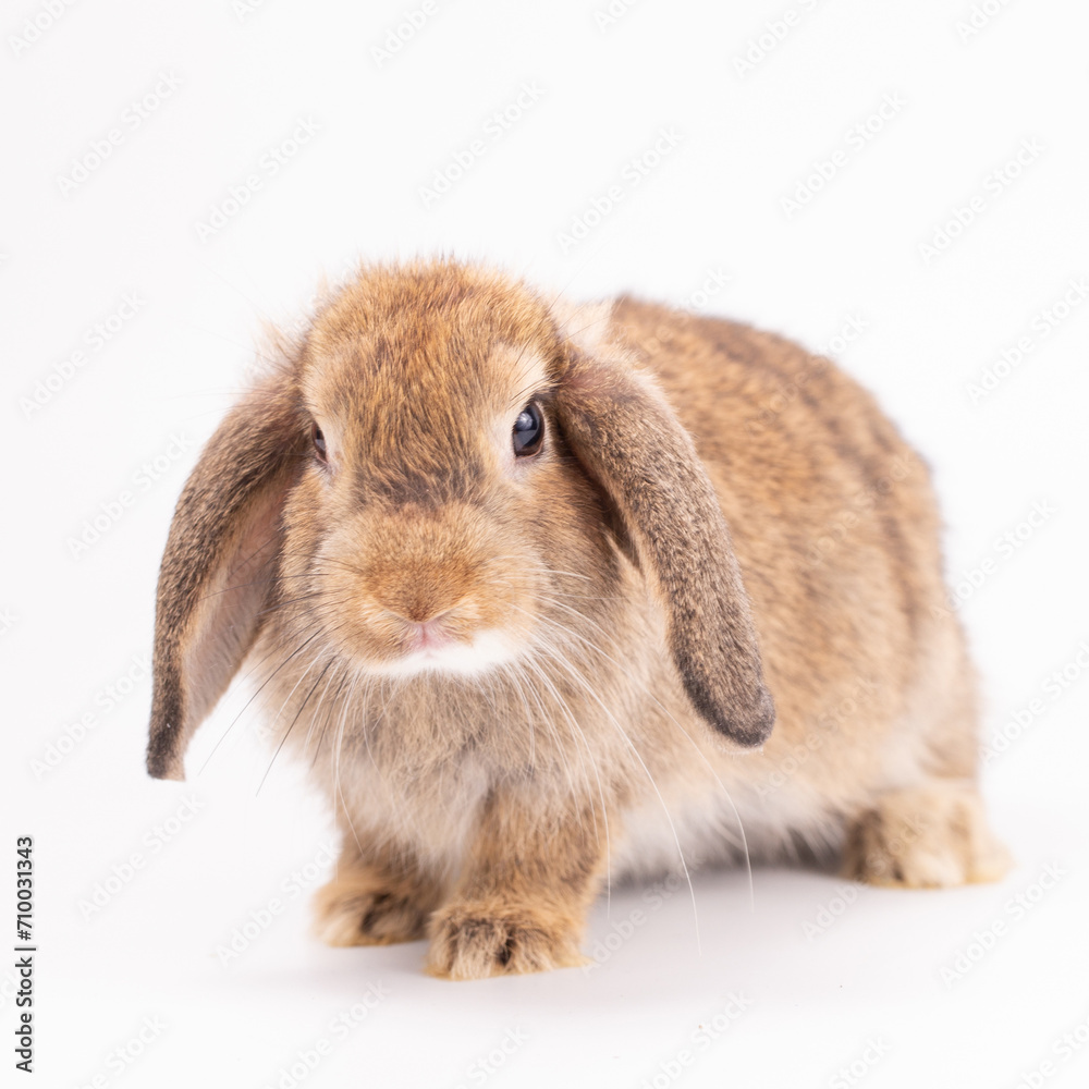 An isolated portrait or close up of lovely, adorable and fluffy Easter bunny or rabbit on white background. Cute furry and curiosity rabbit on white background Symbol of Easter day festival or events. An isolated portrait or close up of lovely, adorable and fluffy Easter bunny or rabbit on white background. Cute furry and curiosity rabbit on white background Symbol of Easter day festival or events.