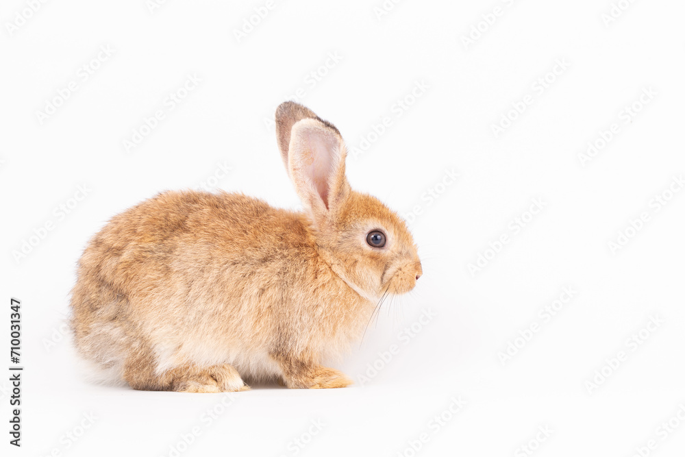 An isolated portrait or close up of lovely, adorable and fluffy Easter bunny or rabbit on white background. Cute furry and curiosity rabbit on white background Symbol of Easter day festival or events.